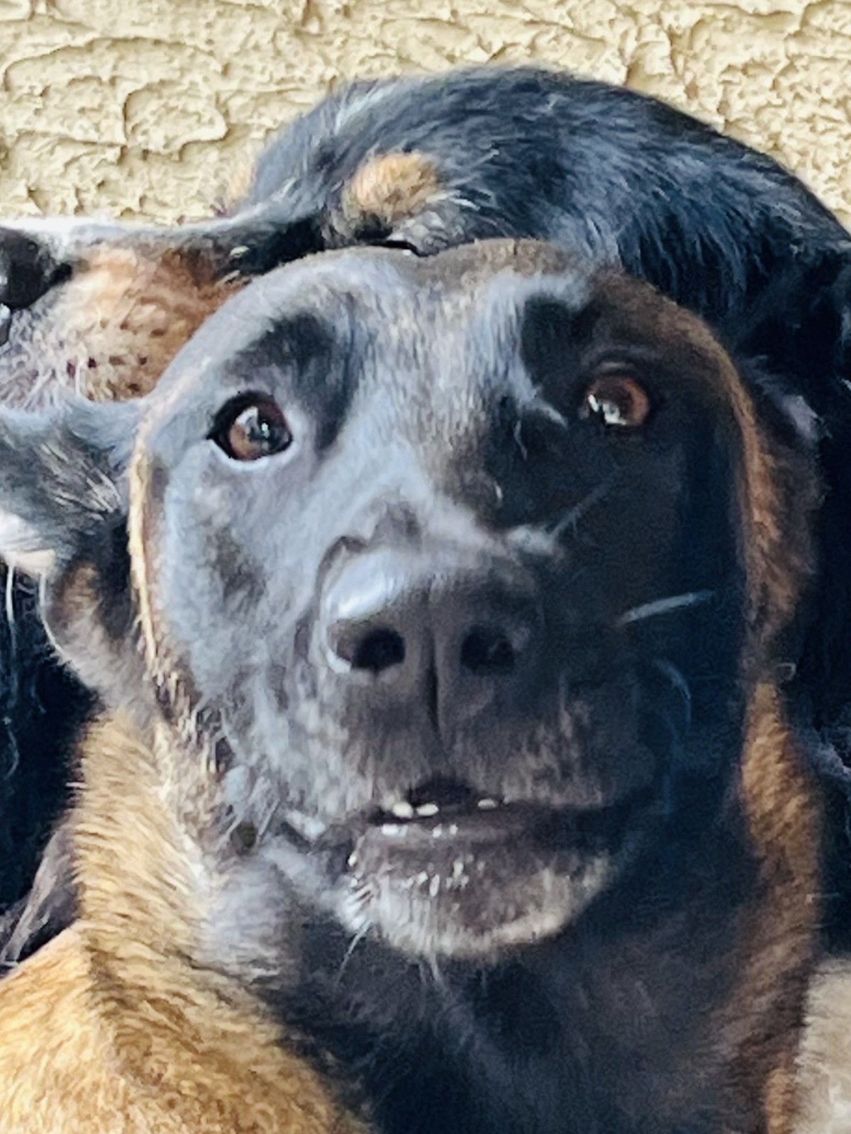 Pension pour chiens avec service de stimulation mentale à Haguenau (67) dans le Bas-Rhin