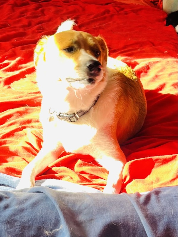 sociabilisation de jeunes chiennes ou de moins jeunes chiennes roumaines à Haguenau