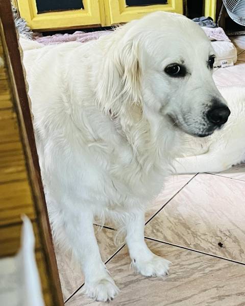 Visite à domicile avec balade sportive pour une Golden Retriever de 4 ans sur Bischwiller
