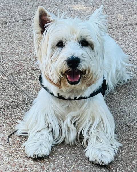 Accueil d'un chien sous traitement vétérinaire à notre pension canine proche d'Haguenau