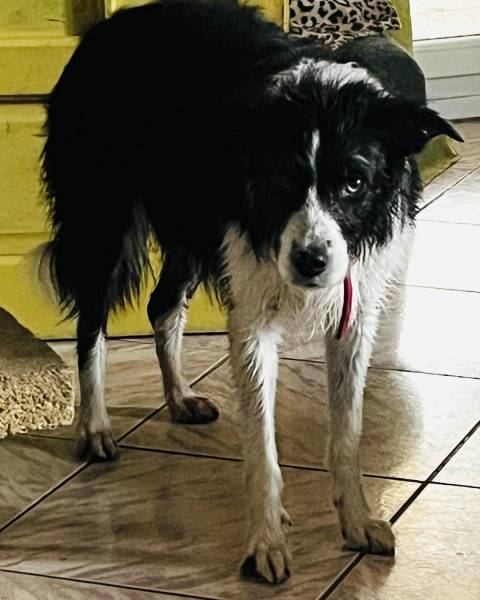 Accueil courte durée dans la pension canine pour des chiens d'association à Marienthal