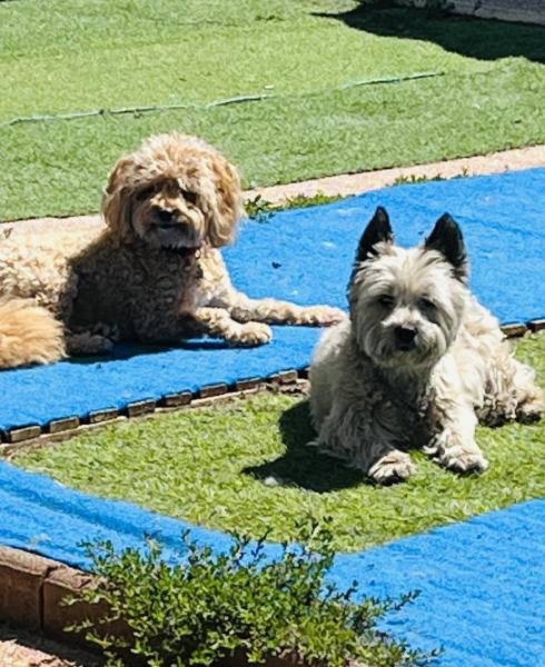Visite à domicile pour Bobby Bichon frisé de 7 ans a Haguenau
