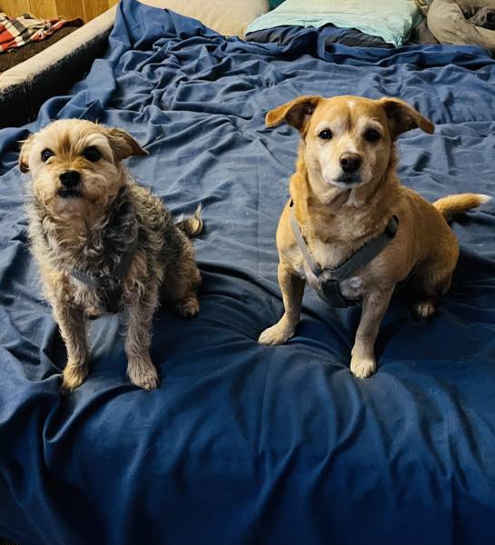Visite à domicile et promenade pour Snoopy teckel et Loustic chihuahua à Weyersheim dans le Bas Rhin