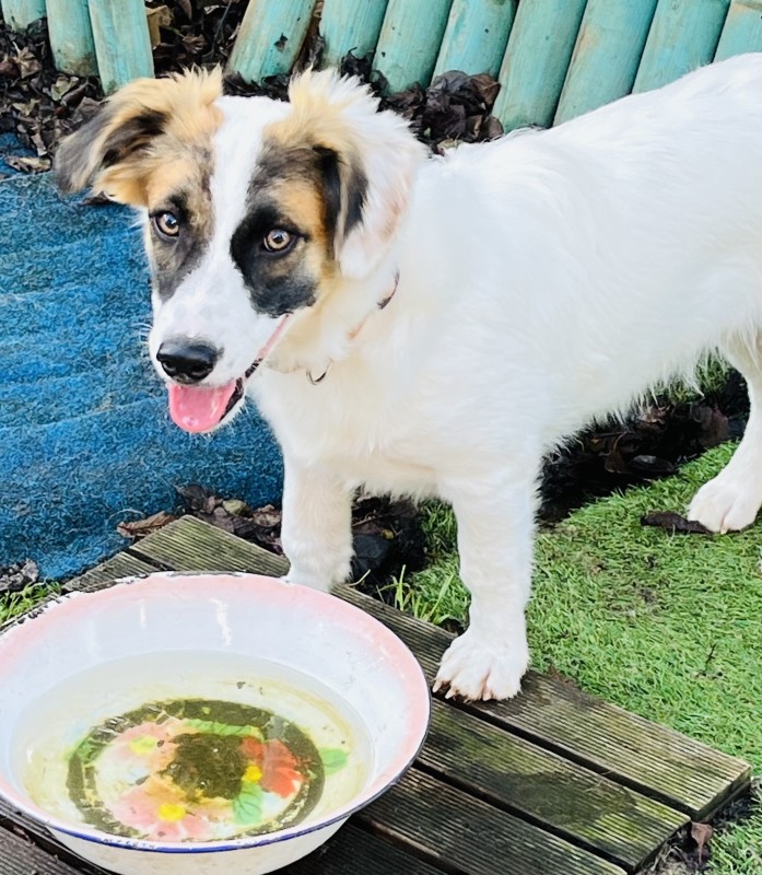 sociabilisation de jeunes chiennes ou de moins jeunes chiennes roumaines à Haguenau