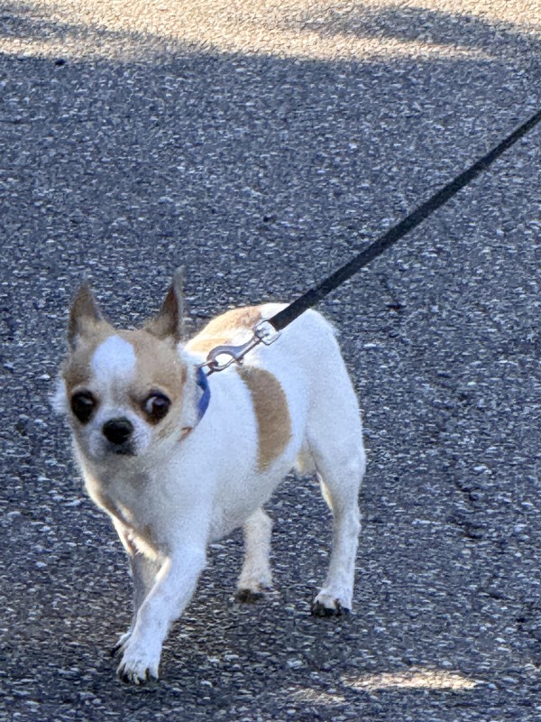 pension pour 3 semaines d un petit chihuahua 
