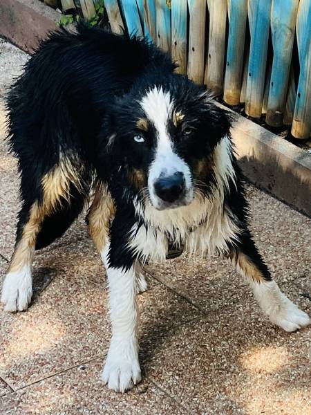 Demande de garderie à la journée pour un berger australien de 6 mois à Oberhoffen-sur-Moder