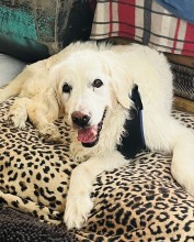 Notre zone d'activité pour ce service Garderie de courte durée pour socialiser mon chiot