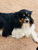 Notre zone d'activité pour ce service Pension pour chiens avec service de stimulation mentale