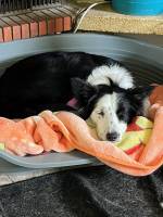 Notre zone d'activité pour ce service Pension canine pour les vacances 