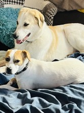 Notre zone d'activité pour ce service Pension pour chiens avec service de stimulation mentale