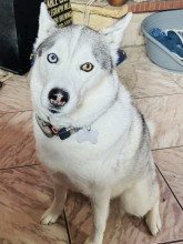 Notre zone d'activité pour ce service Pension canine pour les vacances 