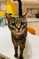 Notre zone d'activité pour ce service Pension canine pour les vacances 